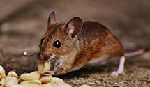 24 Hour & Emergency Exterminators in Bernice, OK